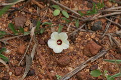 Merremia tridentata subsp. hastata